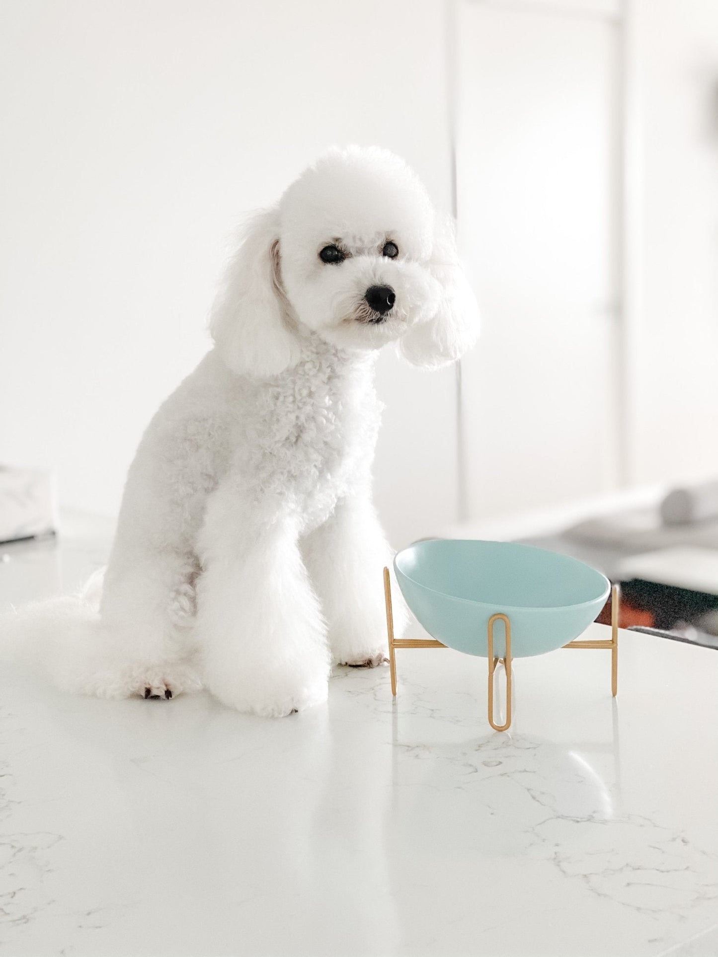 Bronze Stand Ceramic Pet Bowl in Tiffany-4