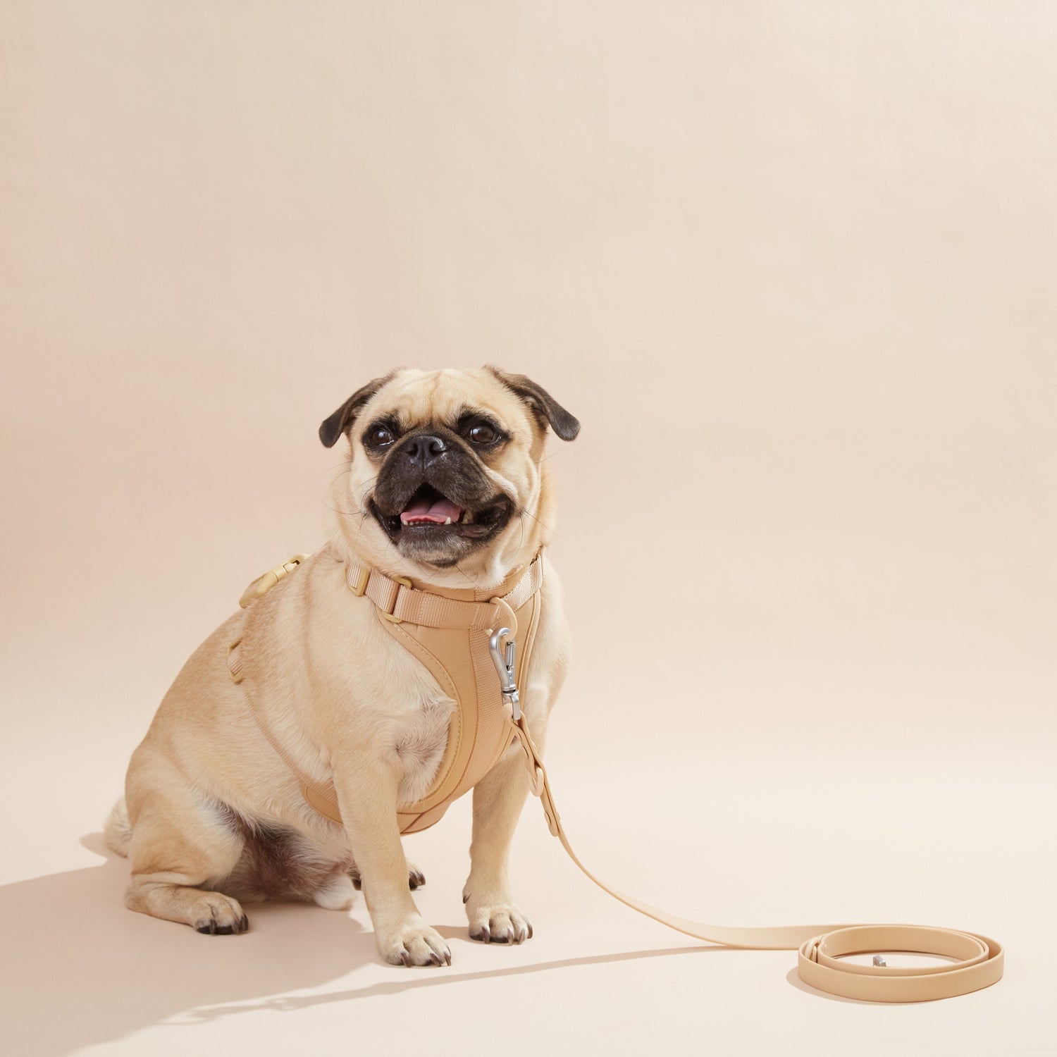 Fur & Whiskers Collection