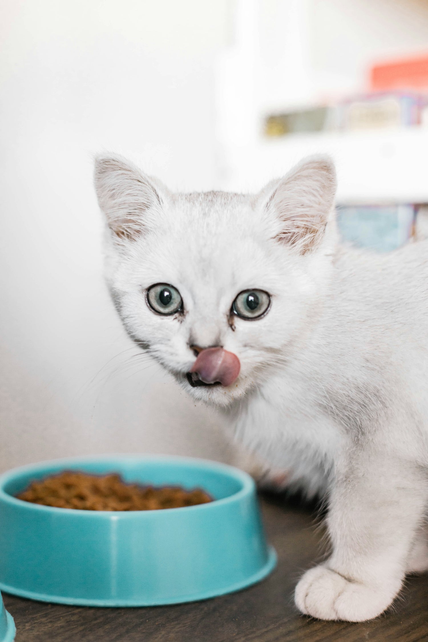 Cat Bowls & Feeders