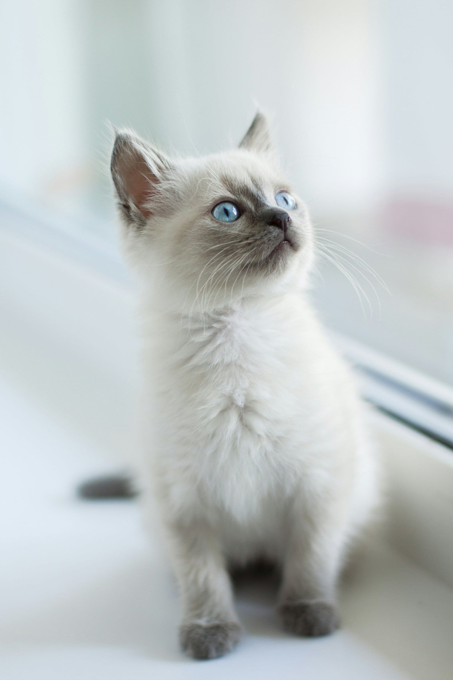 All Cat Products