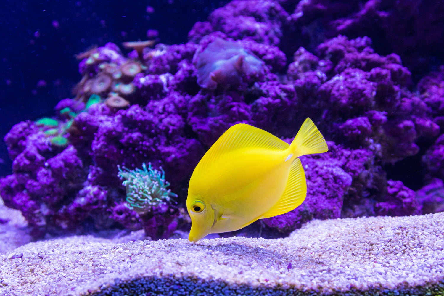 All Fish Products