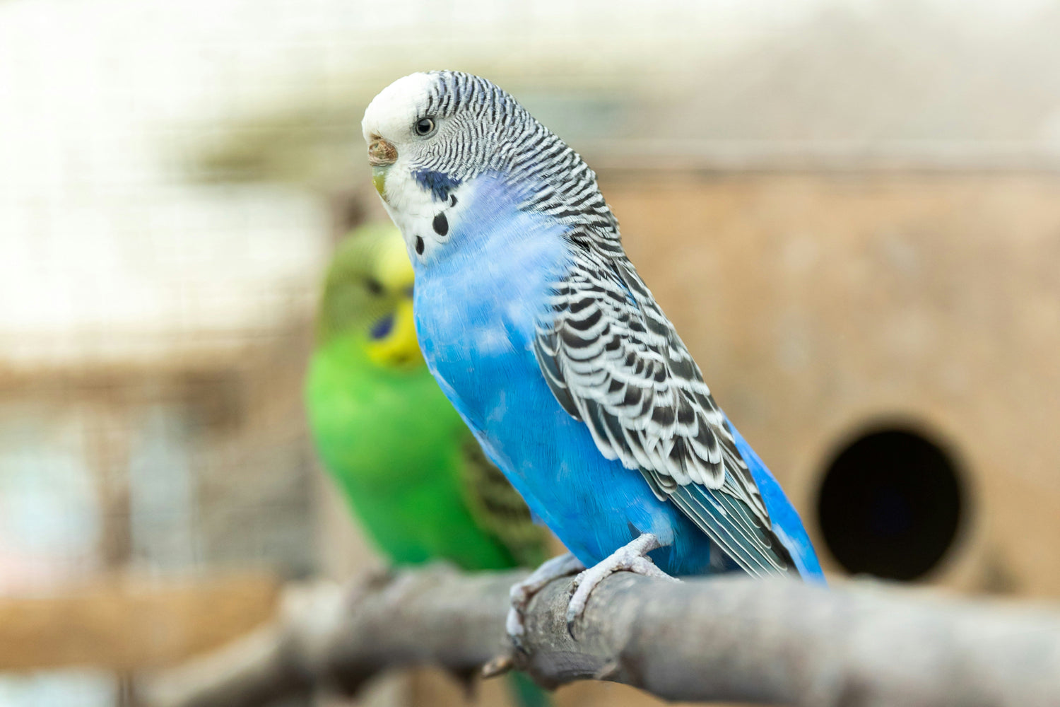 All Bird Products