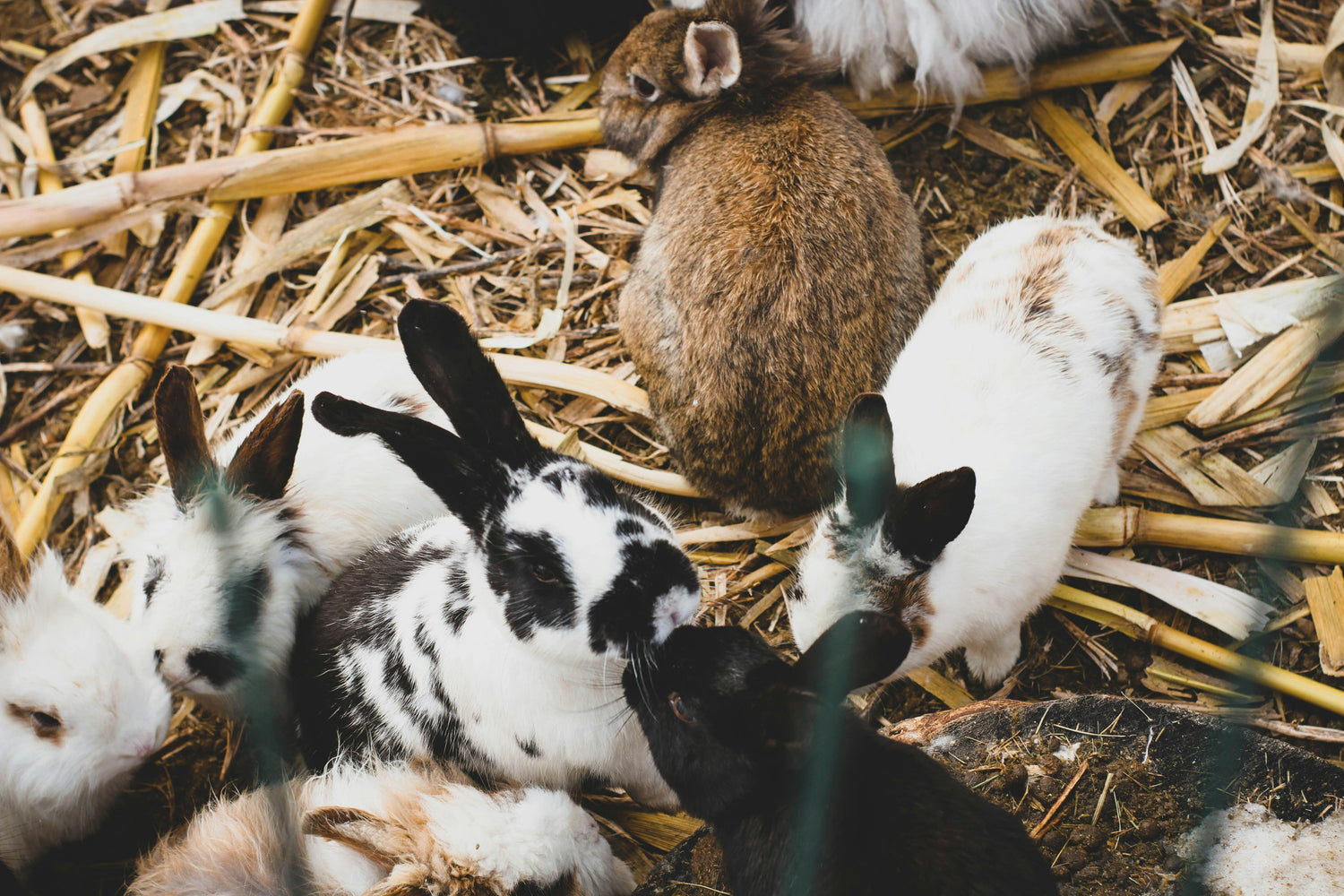 Other Animals