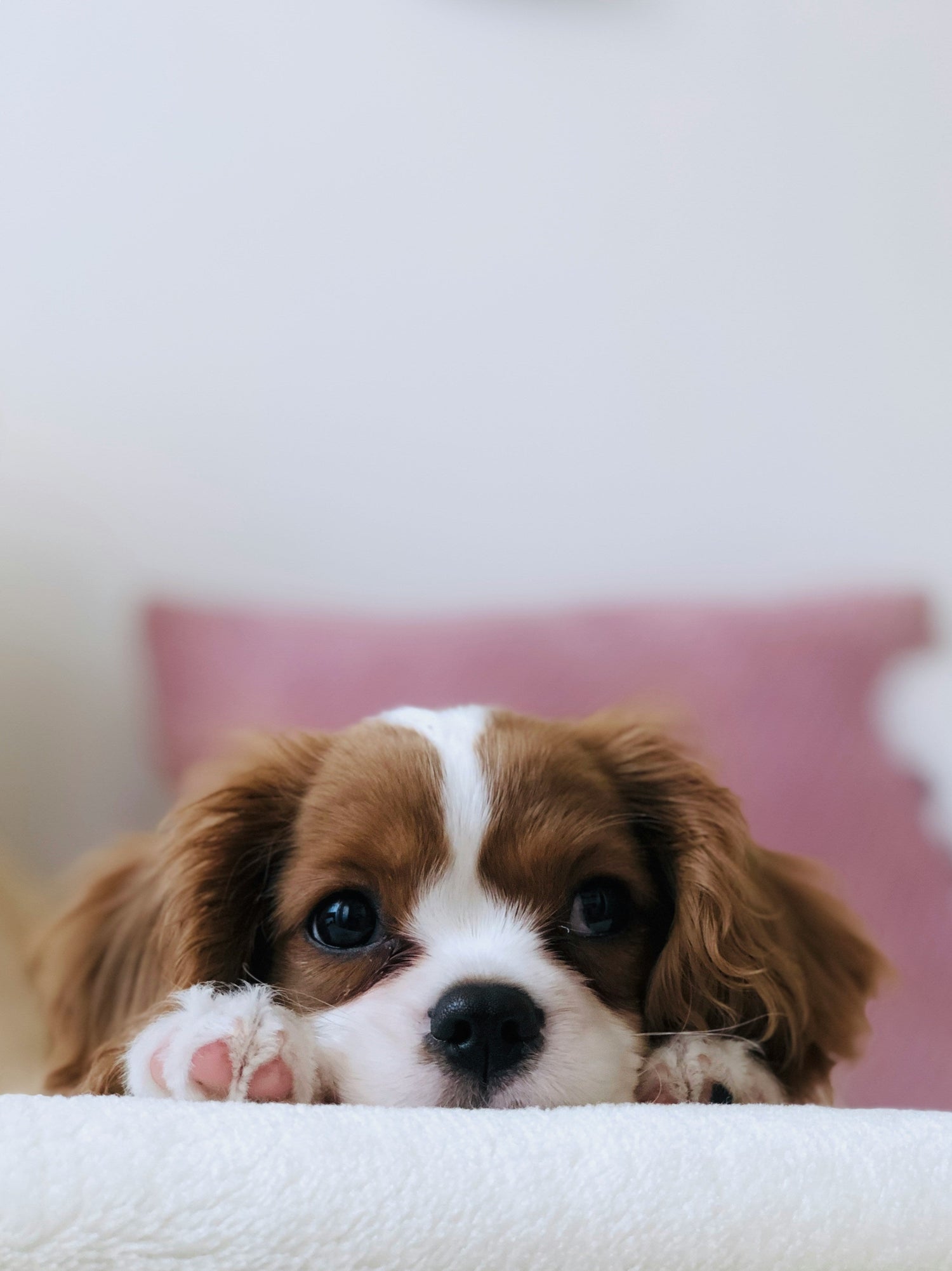 All Dog Products