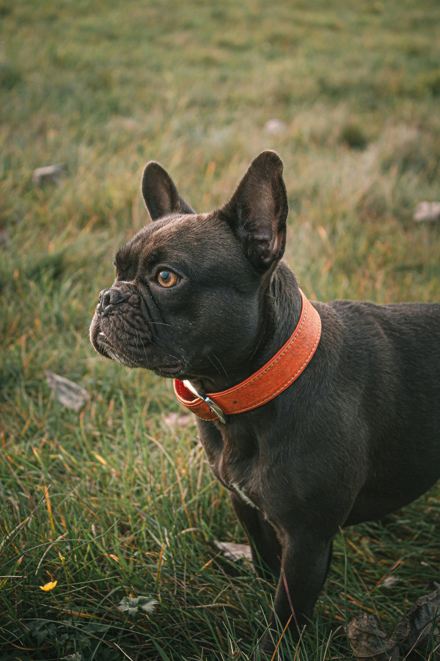 Dog Collars, Harnesses & Leashes