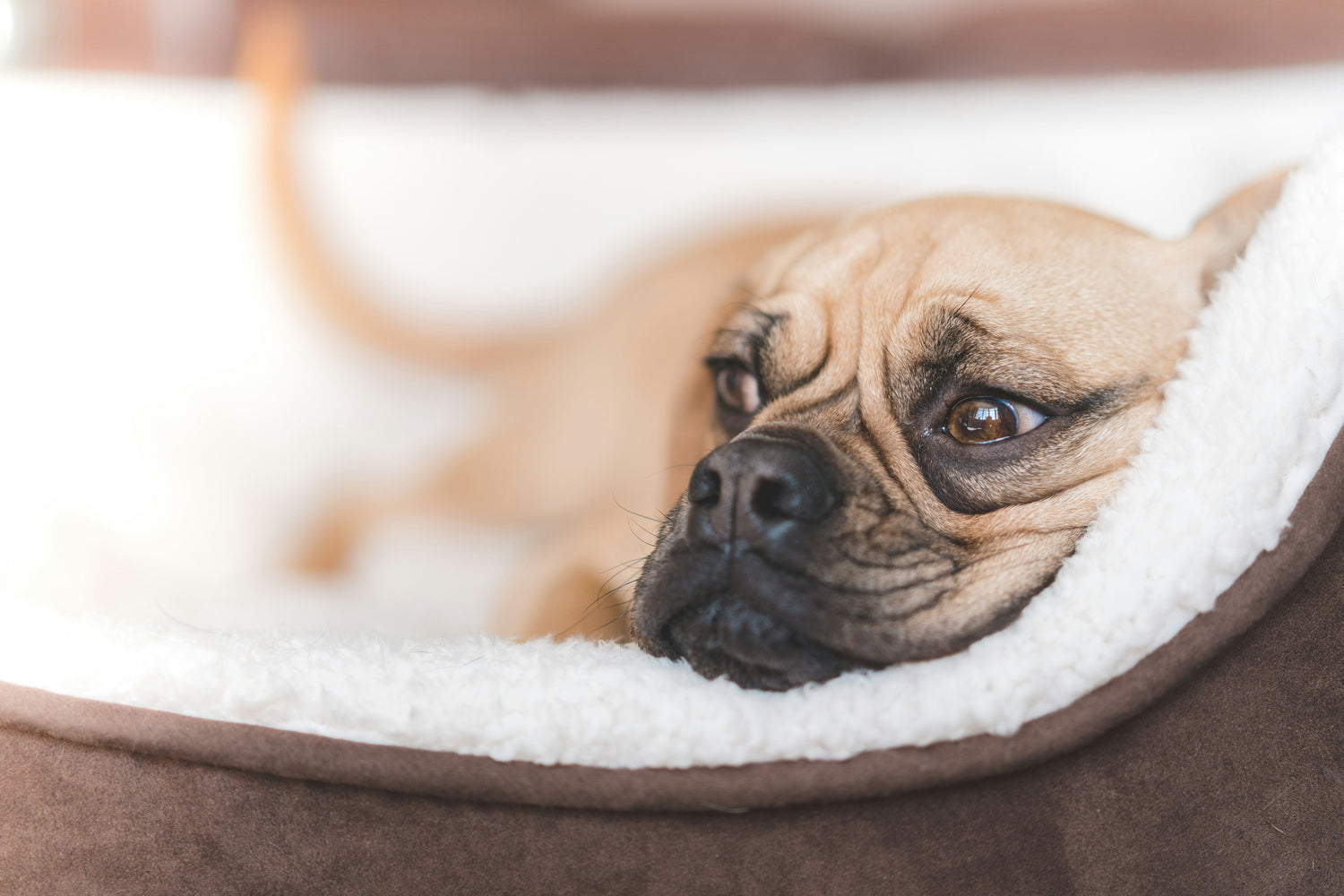 Dog Beds