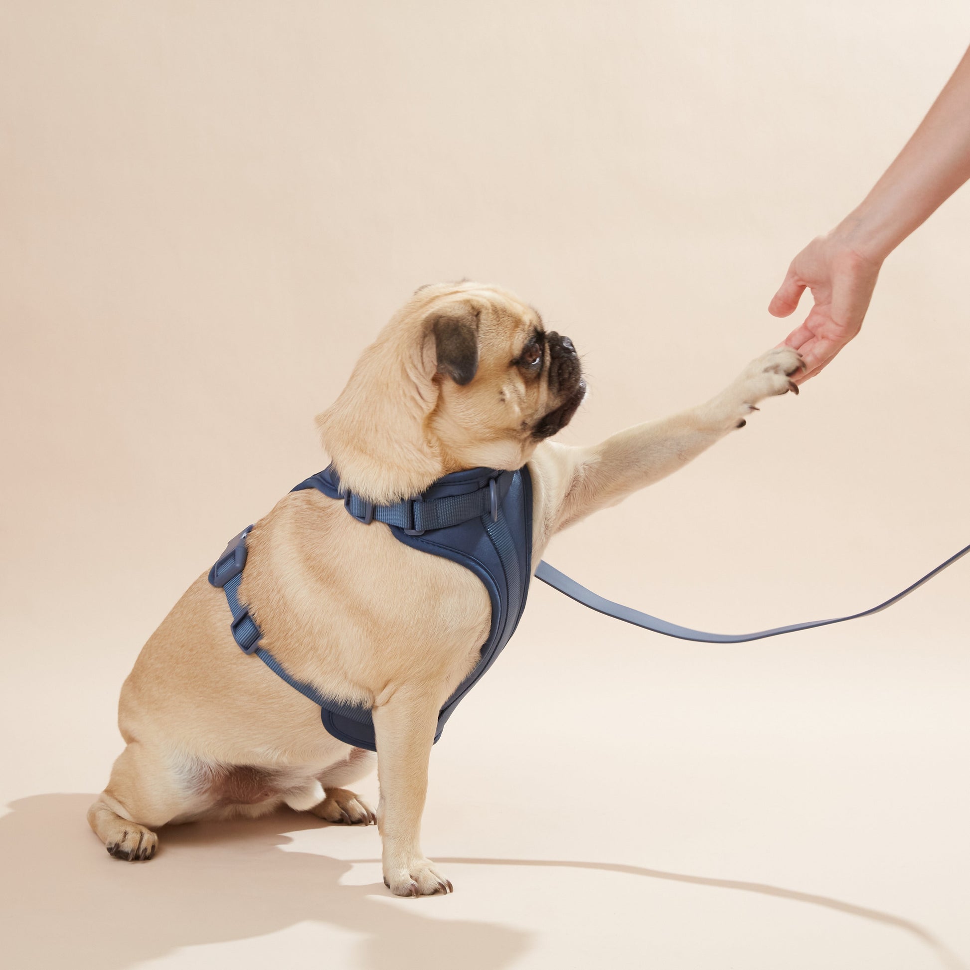 Harness-1