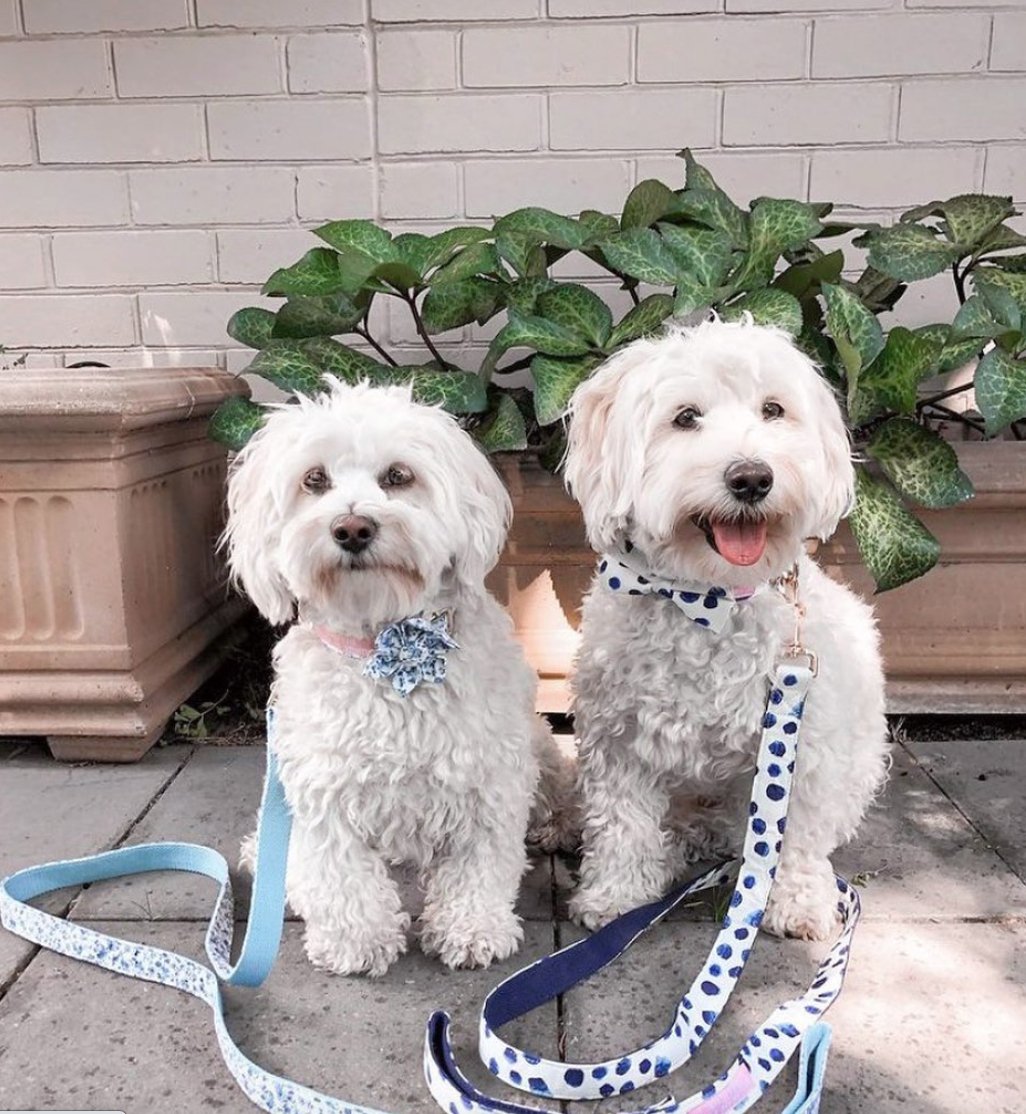 Blue Wonderland Flower Collar & Lead Set-2