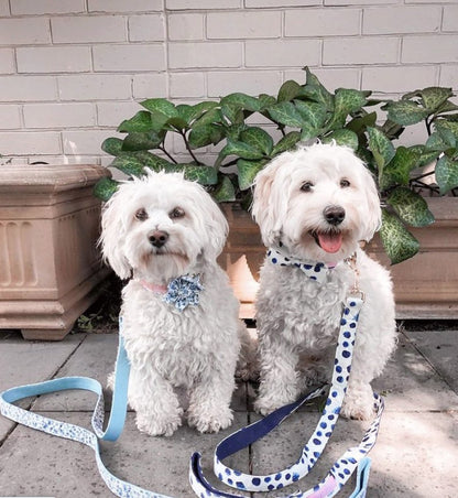 Blue Wonderland Flower Collar & Lead Set-2