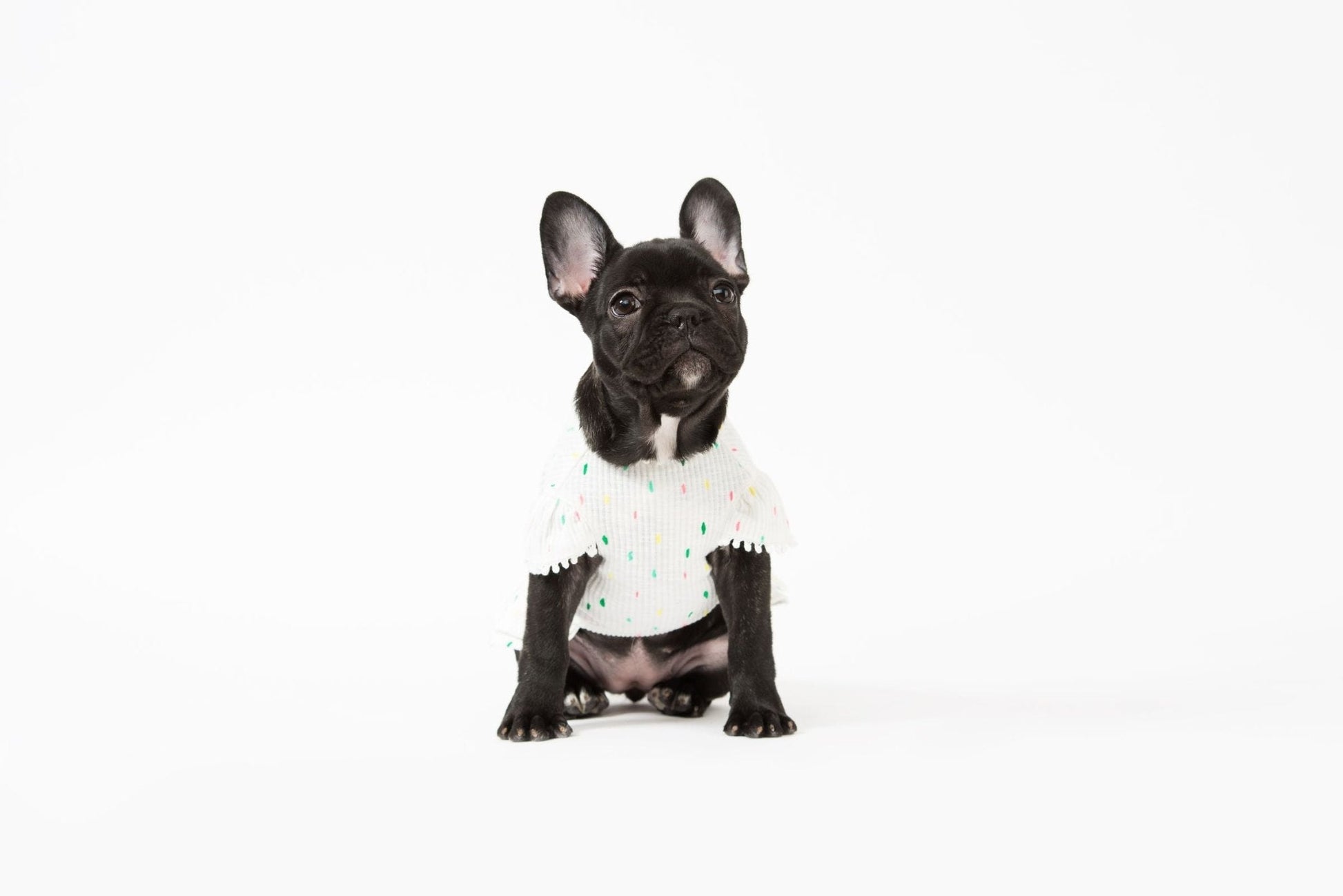 Bohemian Dog Dress-3