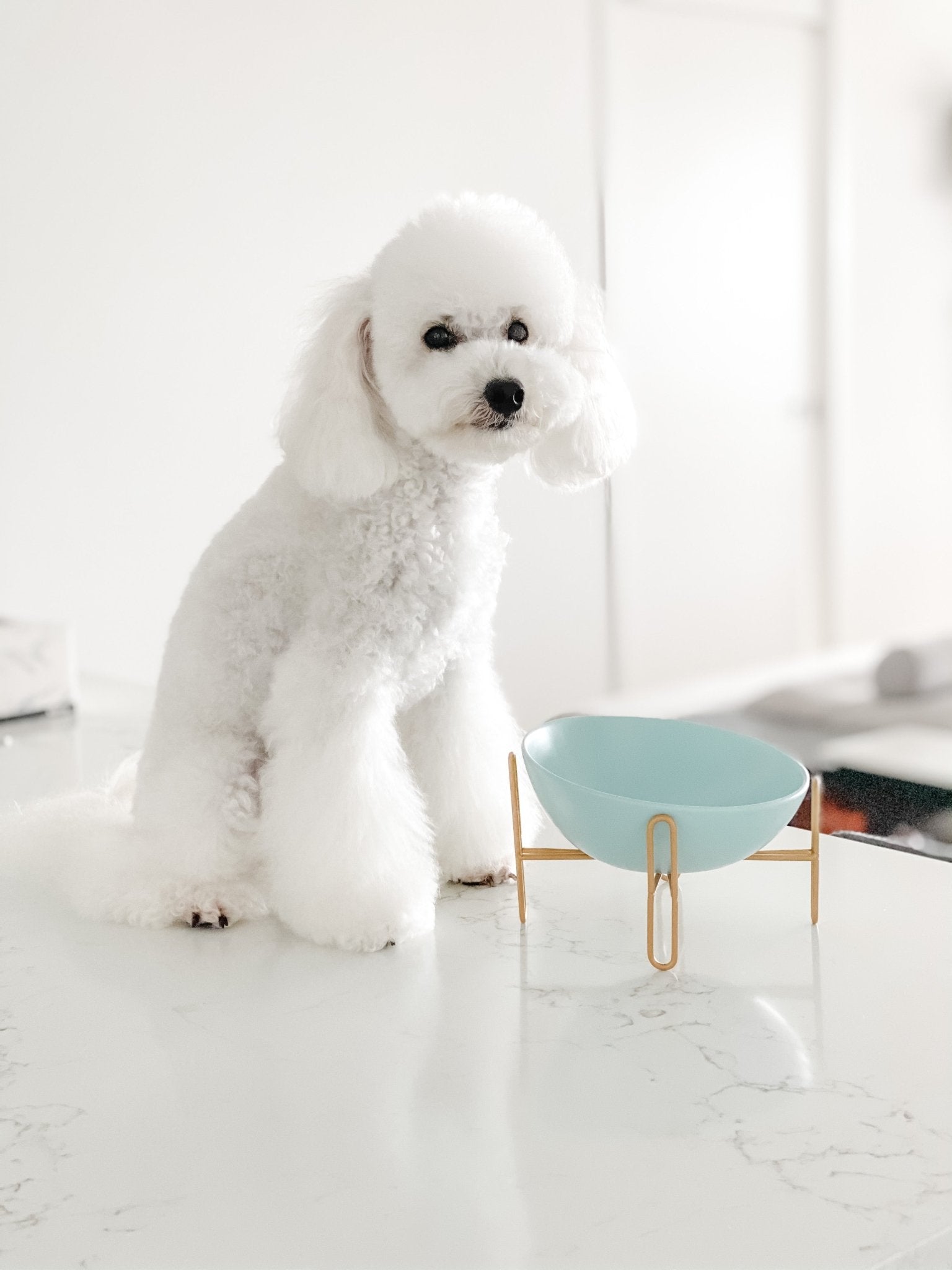 Bronze Stand Ceramic Pet Bowl in Tiffany-4