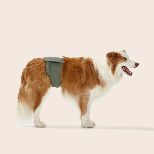 Washable Dog Nappy Band – Twin Pack for Male Dogs-0