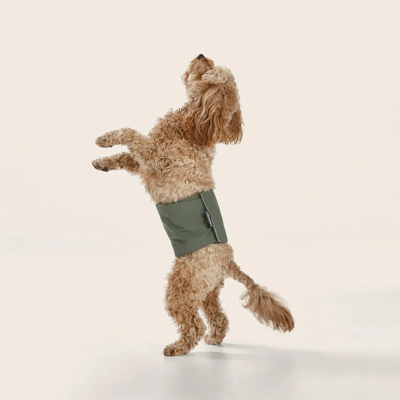 Washable Dog Nappy Band – Twin Pack for Male Dogs-1