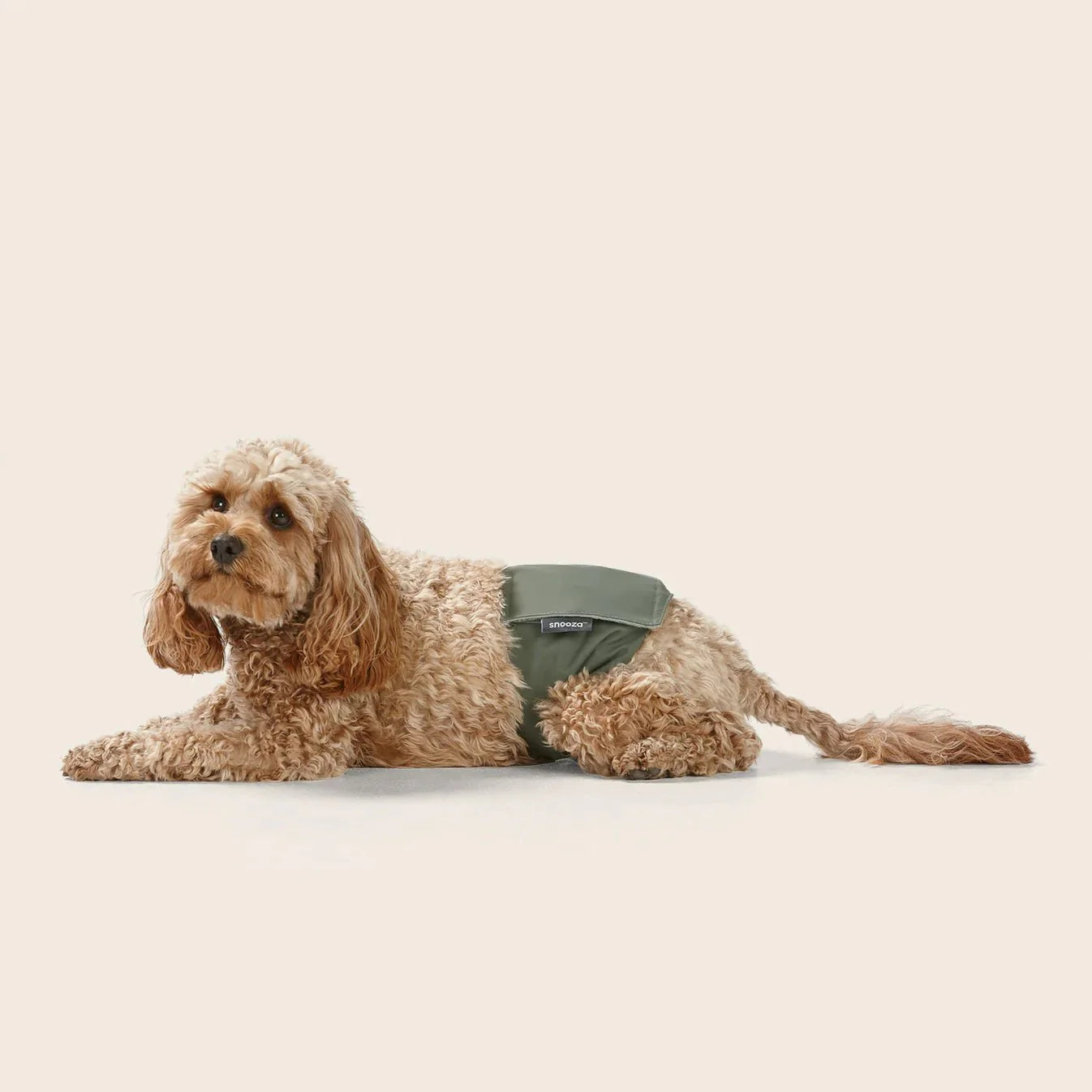 Washable Dog Nappy Band – Twin Pack for Male Dogs-3